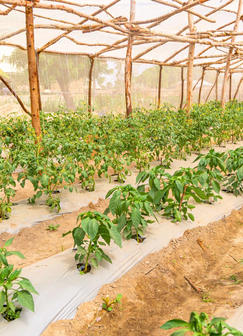 Vegetable crops growing in a JDPI-supported community greenhouse