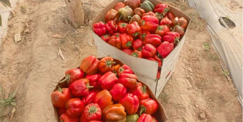 Peppers harvested from a community greenhouse